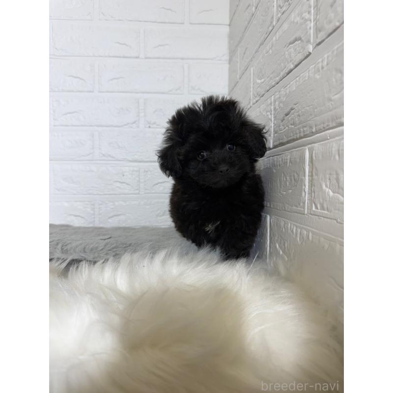 販売中の岡山県のマルプー:マルチーズ×トイプードル-441050の5枚目