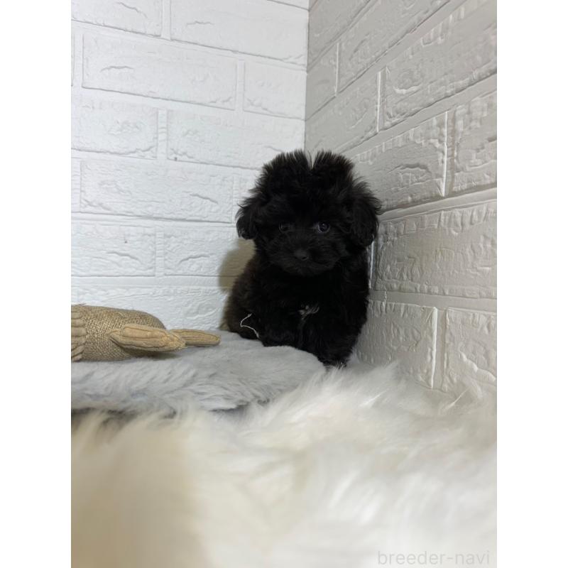 販売中の岡山県のマルプー:マルチーズ×トイプードル-441050の4枚目