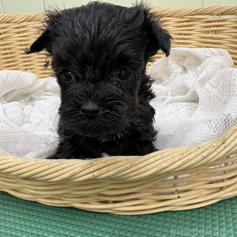 販売中の岐阜県のヨープー:ヨークシャーテリア×トイプードル-441051の1枚目