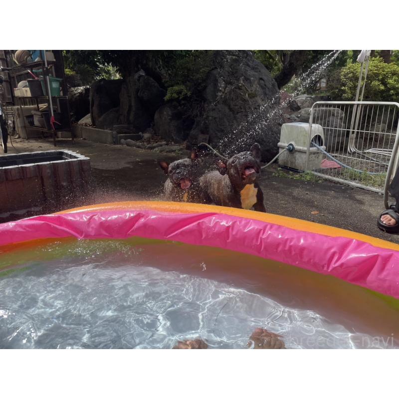 ヴィーボちゃん1枚目