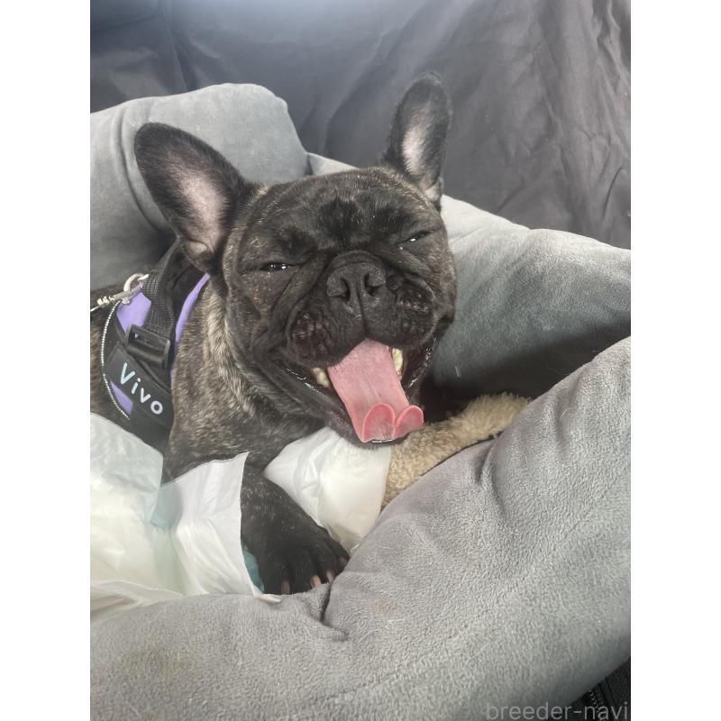 ヴィーボちゃん1枚目