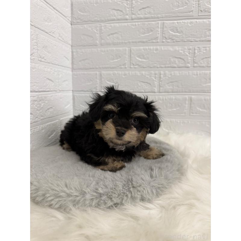 販売中の岡山県のマルシュナ:マルチーズ×ミニチュアシュナウザー-441053の10枚目