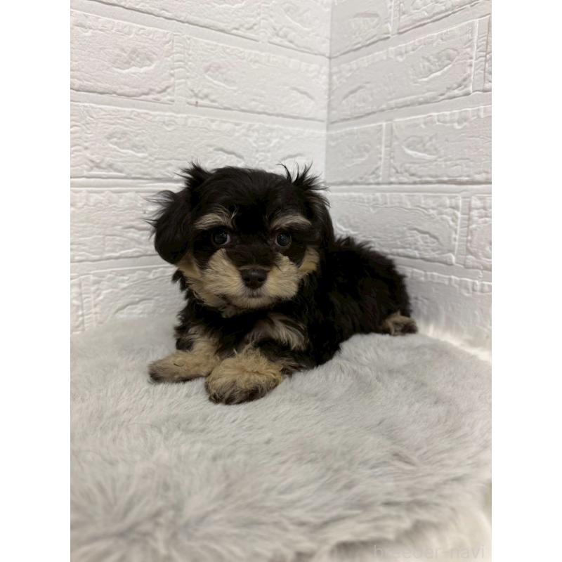 販売中の岡山県のマルシュナ:マルチーズ×ミニチュアシュナウザー-441053の6枚目