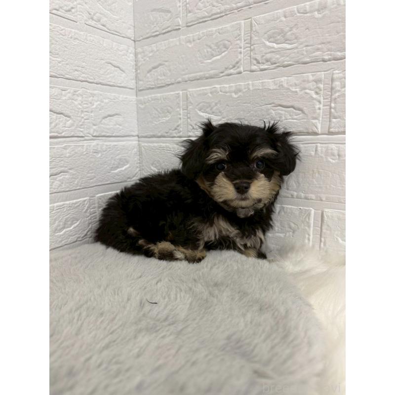 販売中の岡山県のマルシュナ:マルチーズ×ミニチュアシュナウザー-441053の5枚目