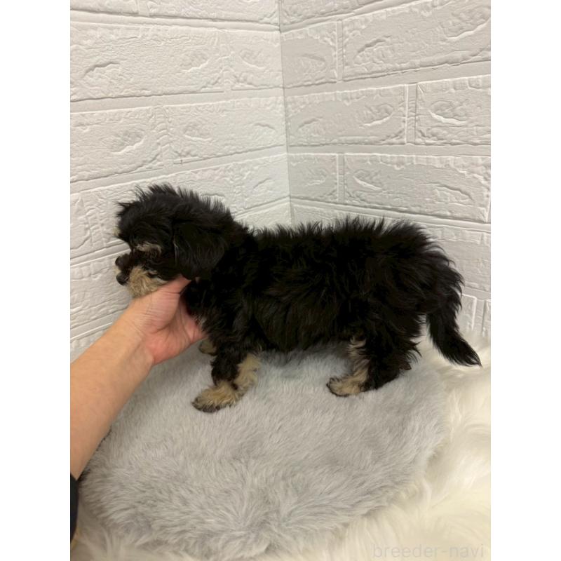 販売中の岡山県のマルシュナ:マルチーズ×ミニチュアシュナウザー-441053の2枚目