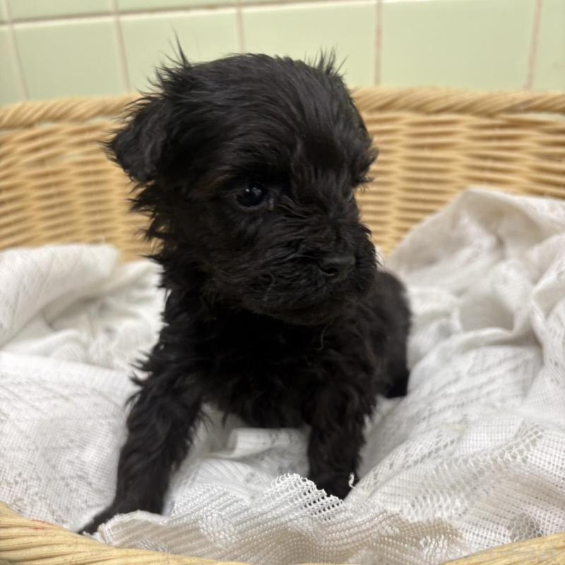 販売中の岐阜県のヨープー:ヨークシャーテリア×トイプードル-441052