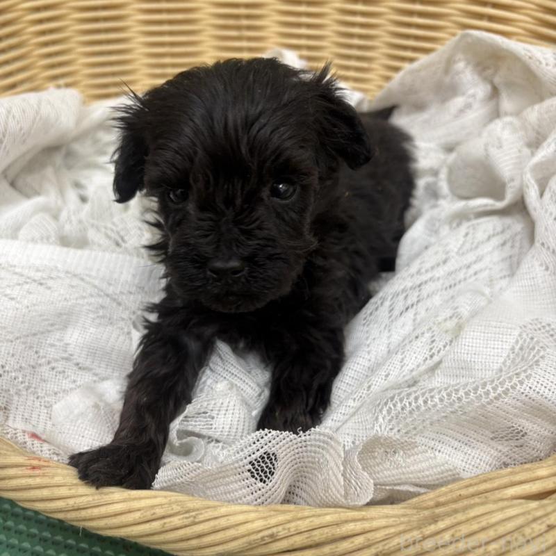 販売中の岐阜県のヨープー:ヨークシャーテリア×トイプードル-441052の4枚目