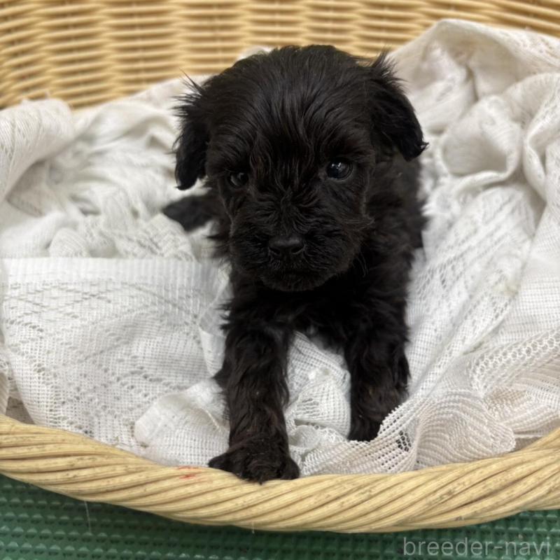 販売中の岐阜県のヨープー:ヨークシャーテリア×トイプードル-441052の3枚目