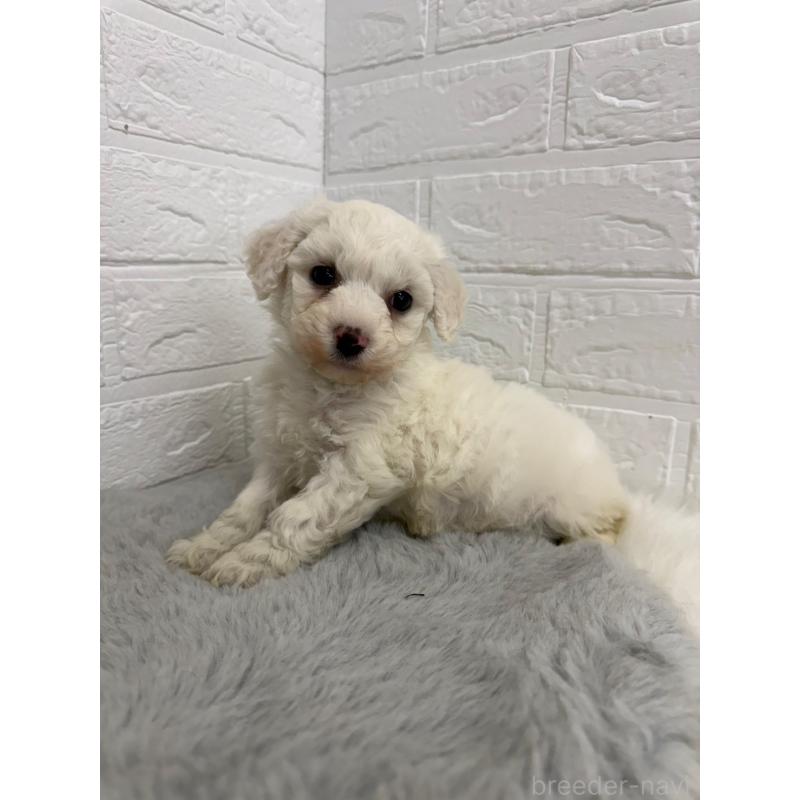 販売中の岡山県のビションフリーゼ-441055の14枚目