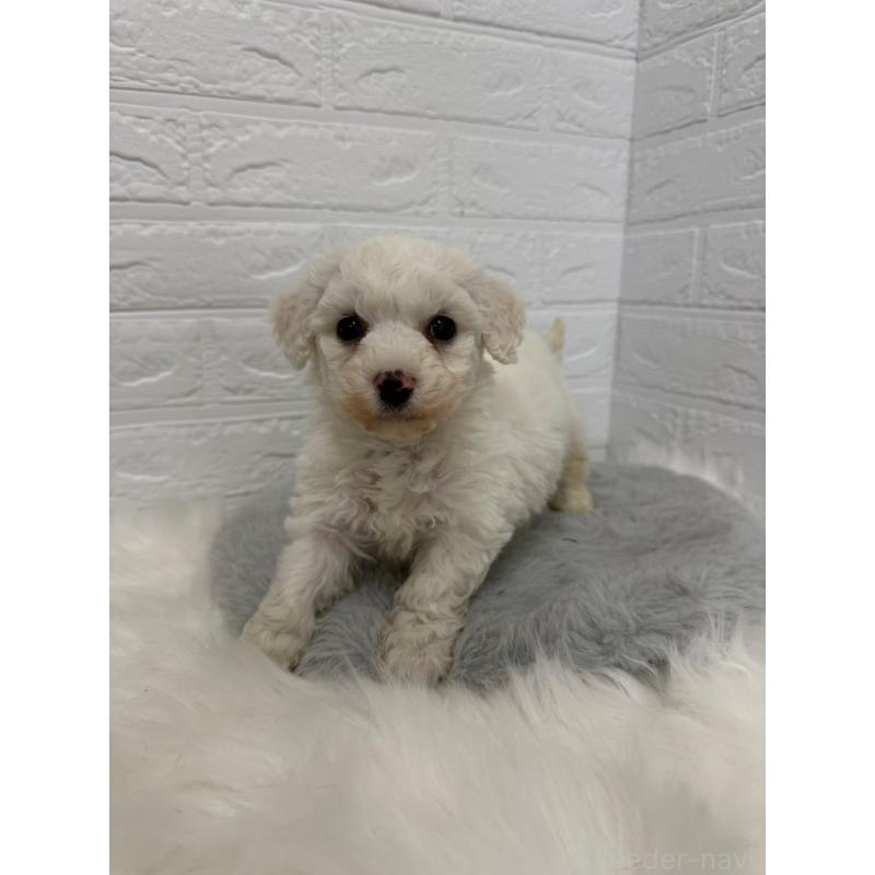 販売中の岡山県のビションフリーゼ-441055の11枚目