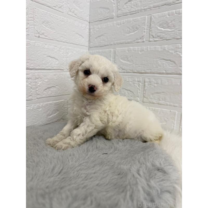 販売中の岡山県のビションフリーゼ-441055の6枚目