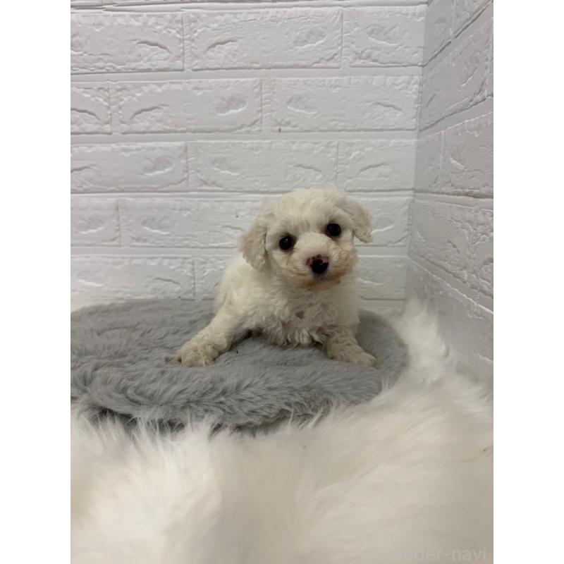 販売中の岡山県のビションフリーゼ-441055の5枚目