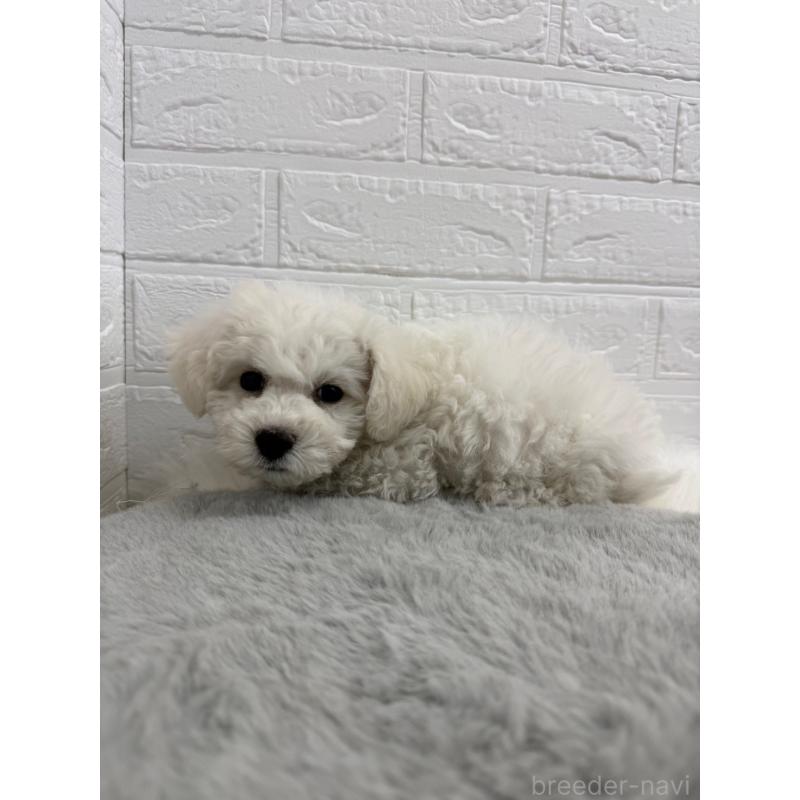 販売中の岡山県のビションフリーゼ-441056の14枚目