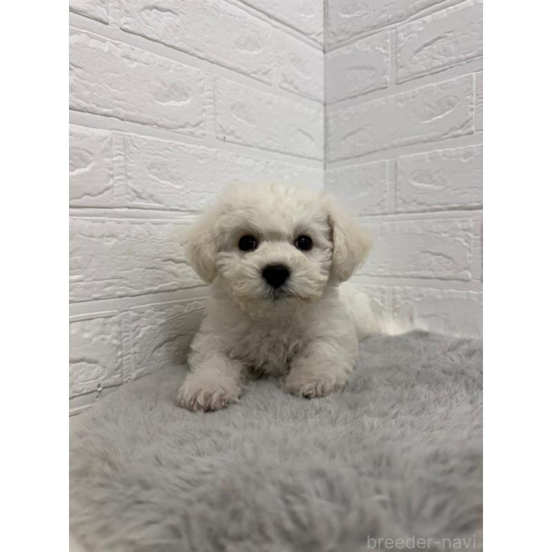 販売中の岡山県のビションフリーゼ-441056の13枚目