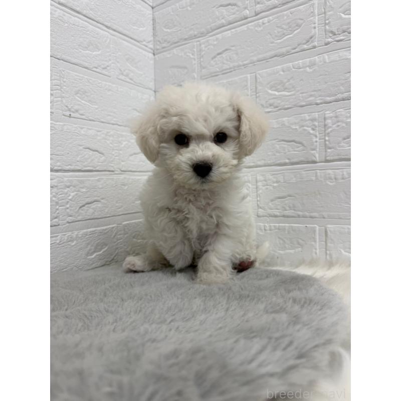 販売中の岡山県のビションフリーゼ-441056の12枚目