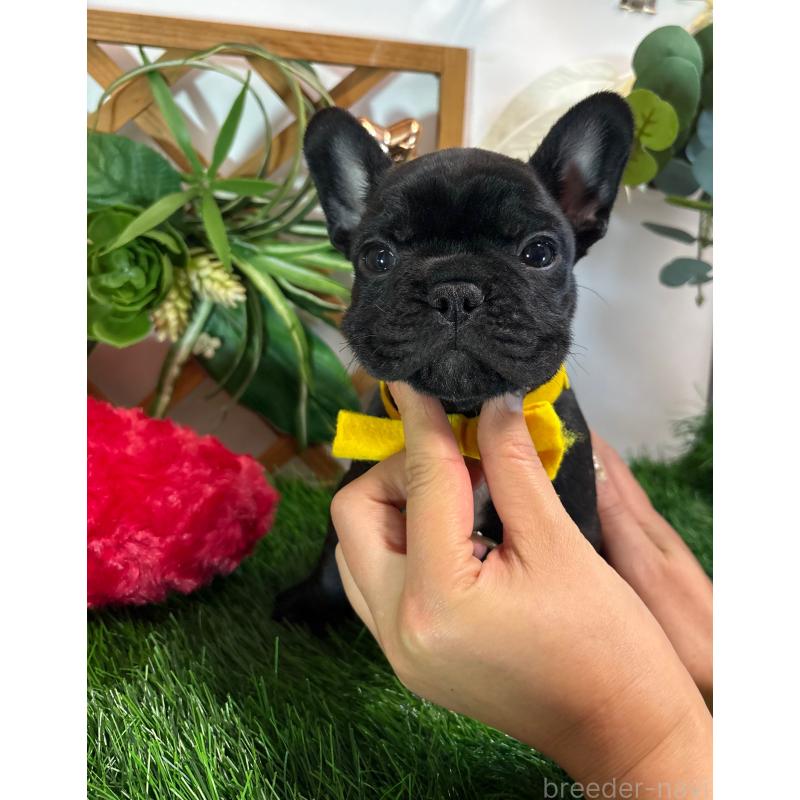 販売中の岐阜県のフレンチブルドッグ-441057の6枚目