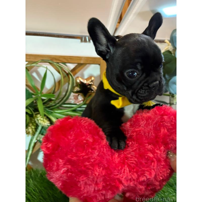 販売中の岐阜県のフレンチブルドッグ-441057の5枚目