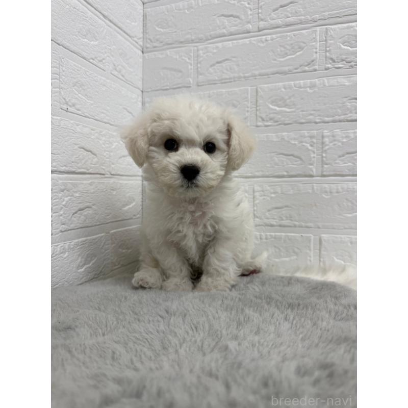 販売中の岡山県のビションフリーゼ-441056の10枚目