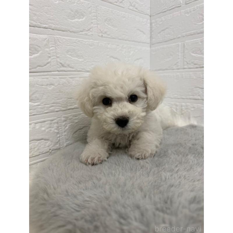 販売中の岡山県のビションフリーゼ-441056の9枚目