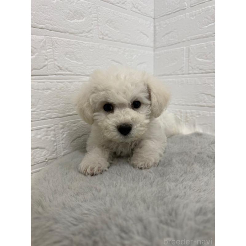 販売中の岡山県のビションフリーゼ-441056の6枚目