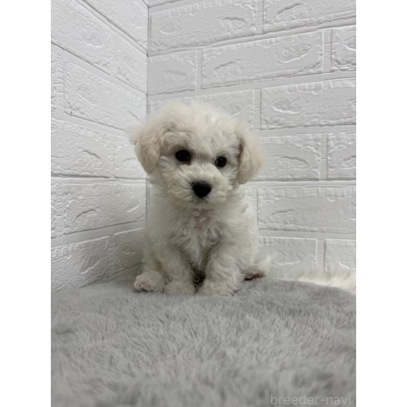 販売中の岡山県のビションフリーゼ-441056の5枚目