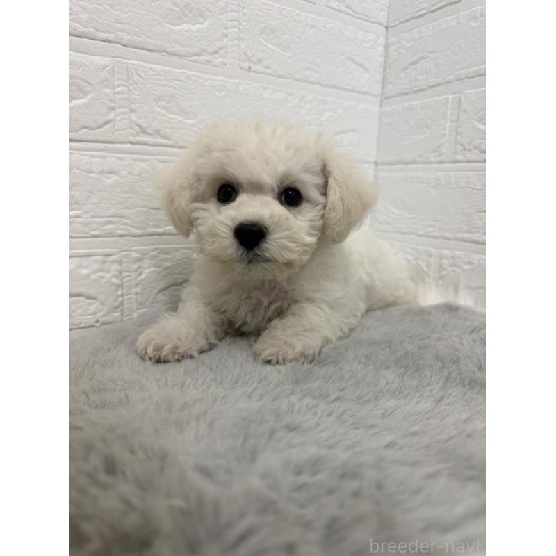 販売中の岡山県のビションフリーゼ-441056の4枚目