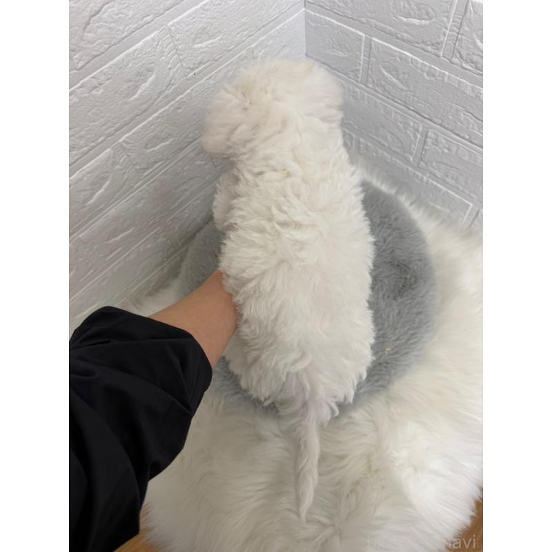 販売中の岡山県のビションフリーゼ-441056の3枚目