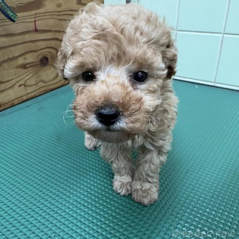 販売中の岐阜県のティーカッププードル-441058