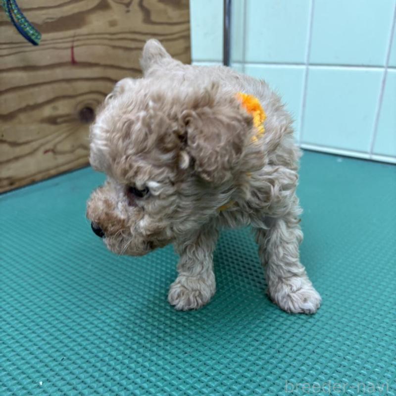 販売中の岐阜県のティーカッププードル-441058の3枚目