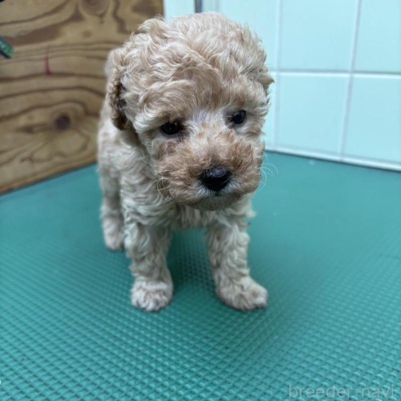 販売中の岐阜県のティーカッププードル-441058の2枚目