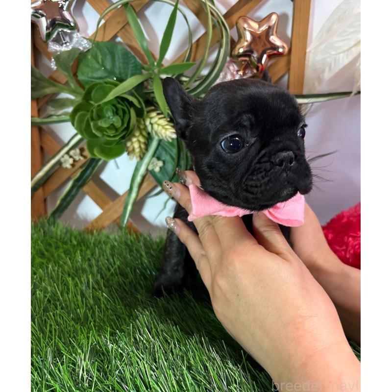 販売中の岐阜県のフレンチブルドッグ-441059の7枚目