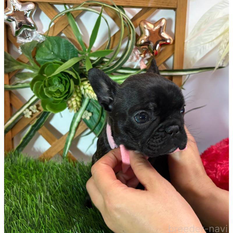 販売中の岐阜県のフレンチブルドッグ-441059の6枚目