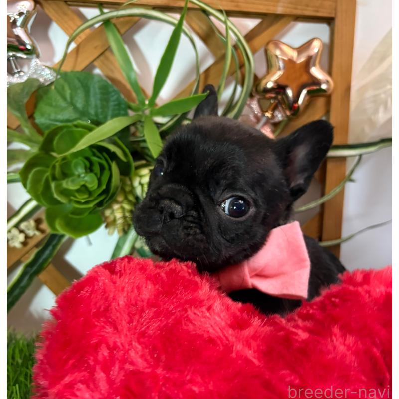 販売中の岐阜県のフレンチブルドッグ-441059の5枚目