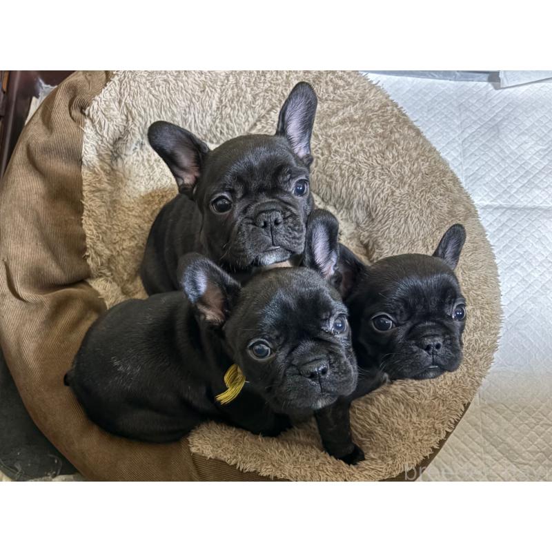 販売中の岐阜県のフレンチブルドッグ-441059の4枚目