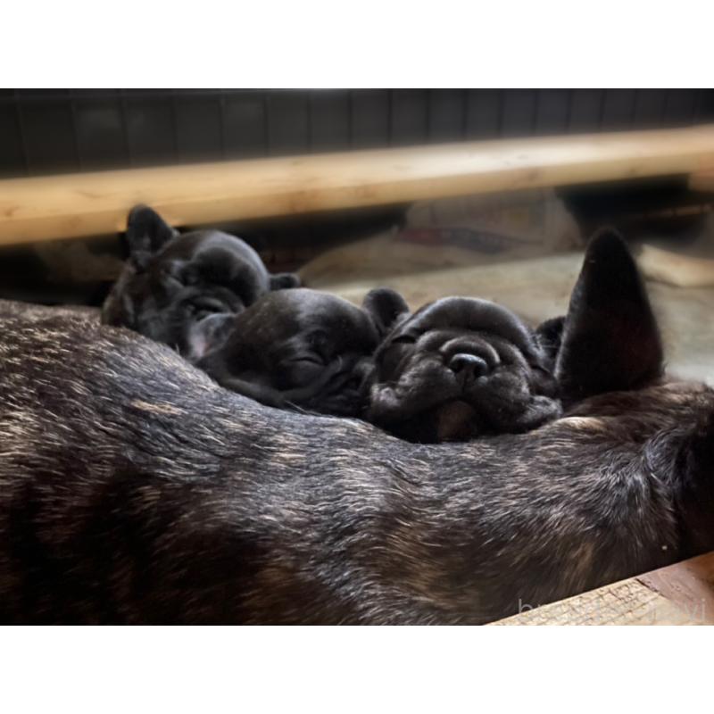 販売中の岐阜県のフレンチブルドッグ-441059の3枚目