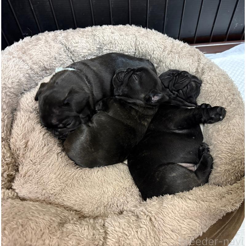 販売中の岐阜県のフレンチブルドッグ-441059の2枚目