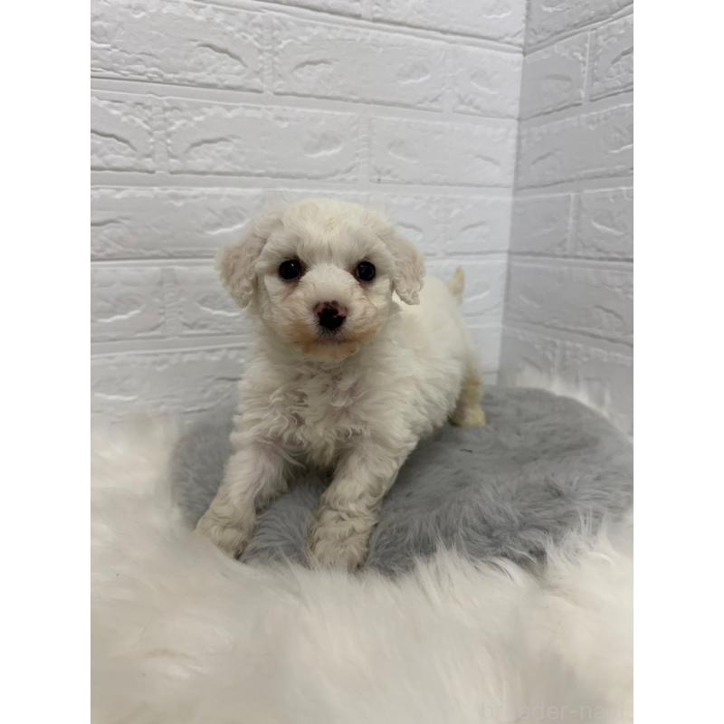 販売中の東京都のビションフリーゼ-441060の14枚目