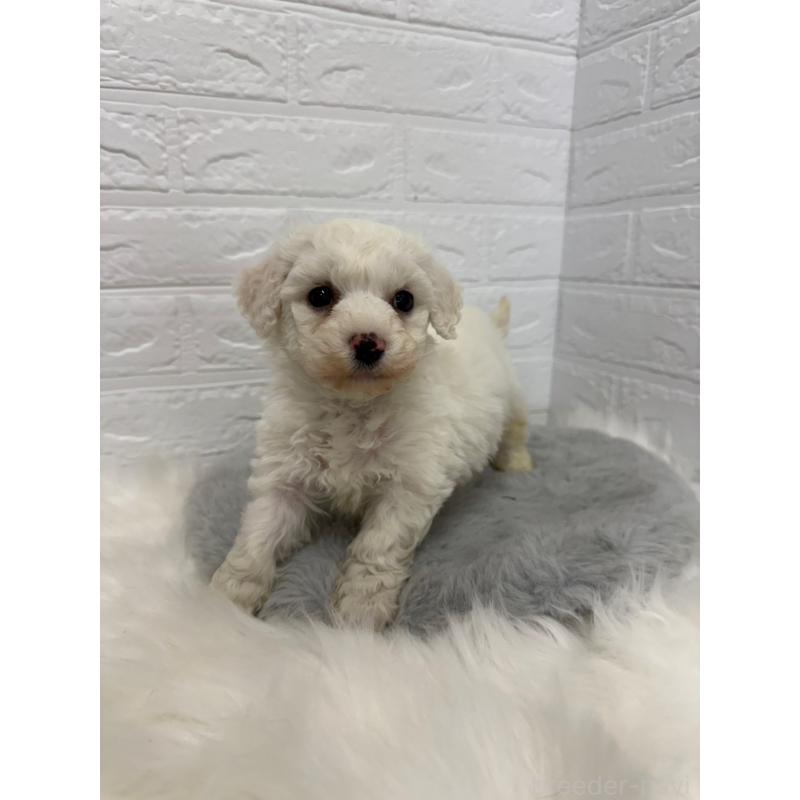 販売中の東京都のビションフリーゼ-441060の11枚目