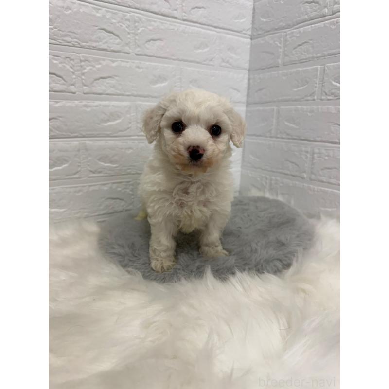 販売中の東京都のビションフリーゼ-441060の10枚目