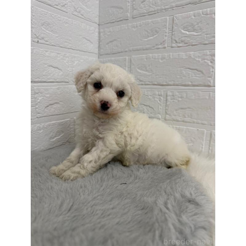 販売中の東京都のビションフリーゼ-441060の9枚目