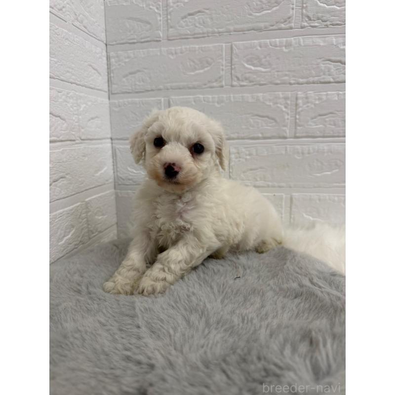 販売中の東京都のビションフリーゼ-441060の7枚目