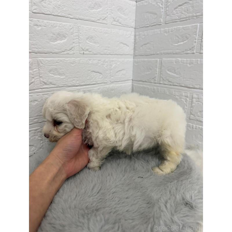 販売中の東京都のビションフリーゼ-441060の5枚目