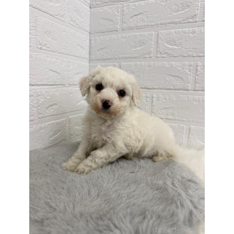 販売中の東京都のビションフリーゼ-441060の4枚目