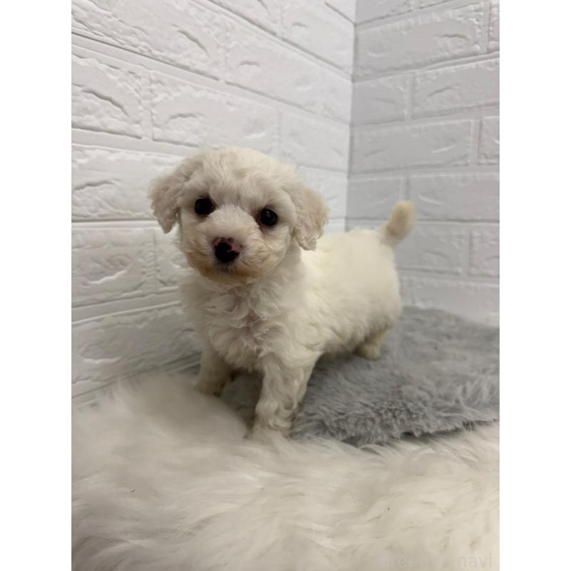 販売中の東京都のビションフリーゼ-441060の3枚目