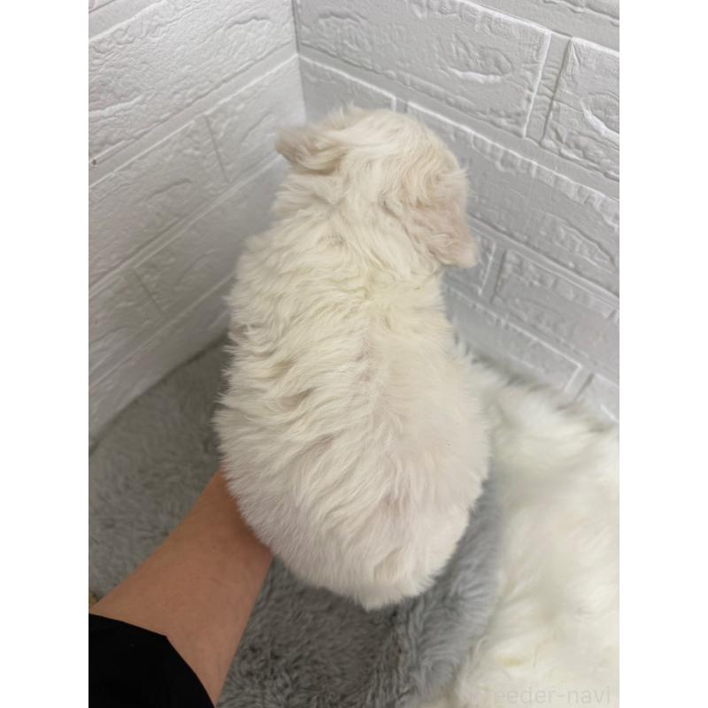 販売中の東京都のビションフリーゼ-441060の2枚目