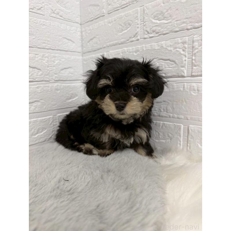 商談中の東京都のマルシュナ:マルチーズ×ミニチュアシュナウザー-441062の12枚目