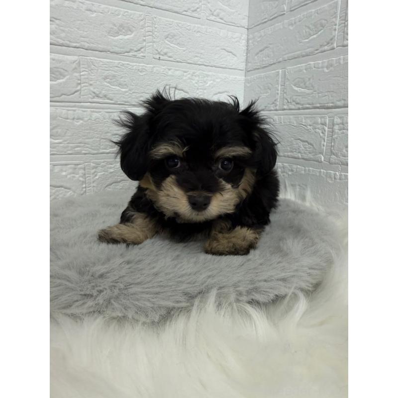 商談中の東京都のマルシュナ:マルチーズ×ミニチュアシュナウザー-441062の11枚目