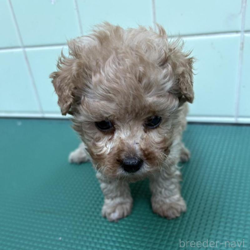 販売中の岐阜県のティーカッププードル-441061の1枚目