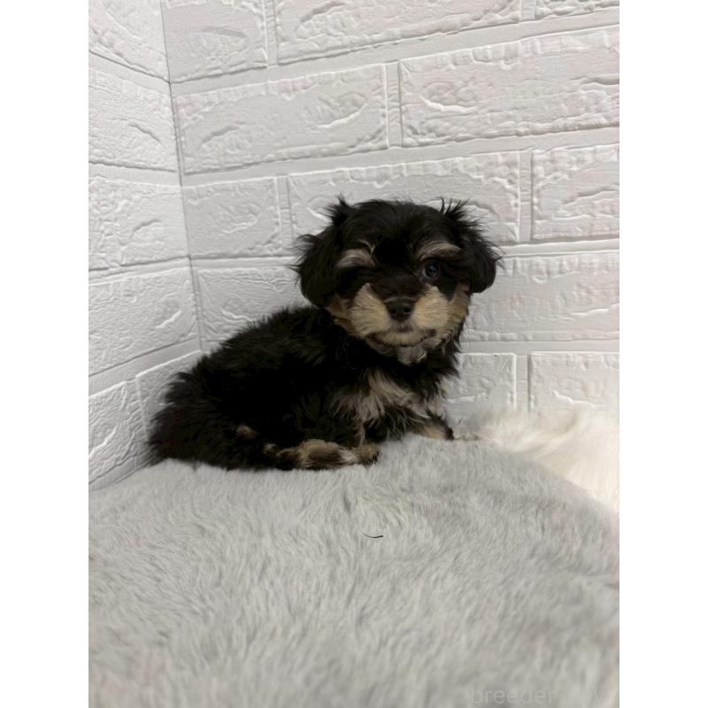 商談中の東京都のマルシュナ:マルチーズ×ミニチュアシュナウザー-441062の9枚目