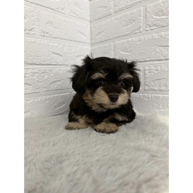 商談中の東京都のマルシュナ:マルチーズ×ミニチュアシュナウザー-441062の8枚目